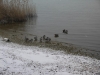 Enten im Winter